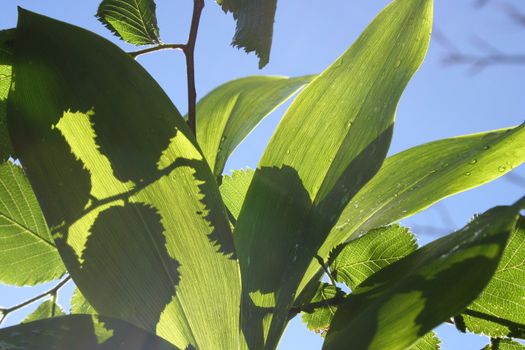 convallaria majalis