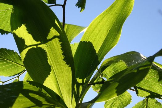 convallaria majalis