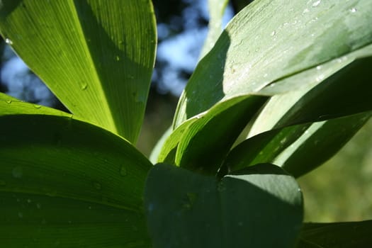 convallaria majalis