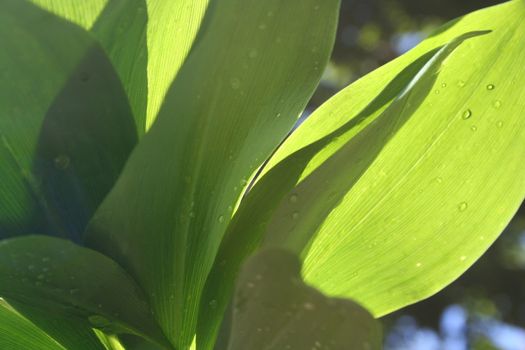 convallaria majalis