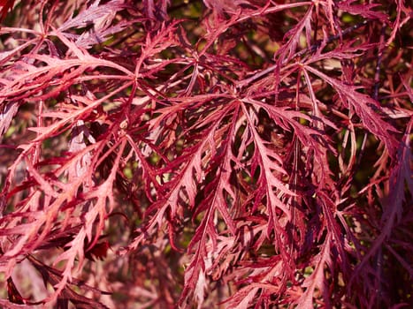 Beautiful famous red Japanese maple leaves in a traditional garden