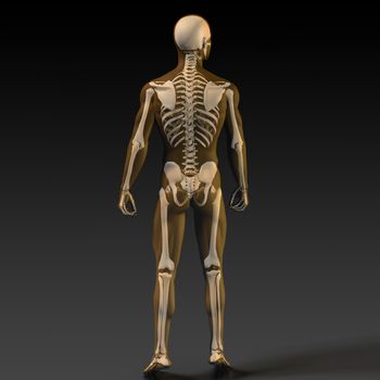 Human Bone Structure Diagram in Orange and Black