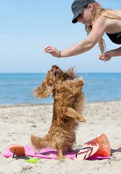 cavalier king charles playing with woman on the beach