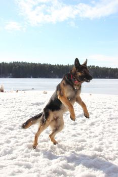 East European Shepherd in a jump in the lake in winter