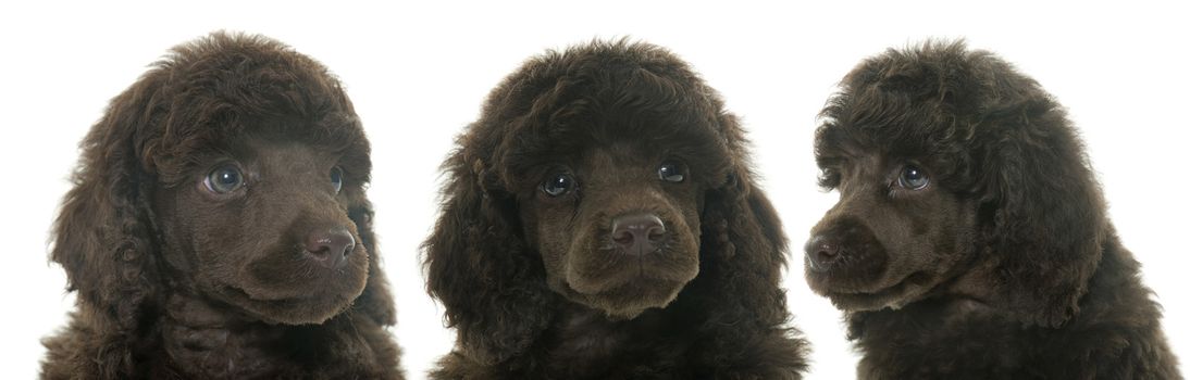 puppies poodle in front of white background