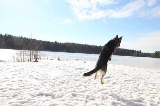 East European Shepherd in a jump in the lake in winter