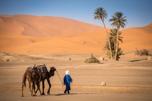 Berber man leading camel caravan, Hassilabied, Sahara Desert, Morocco