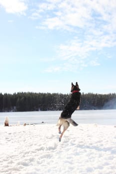 East European Shepherd in a jump in the lake in winter