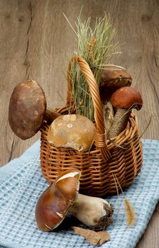 Arrangement of Raw Porcini Mushrooms, Orange-Cap Boletus and Peppery Bolete with Natural Dirties in Wicker Basket on Blue Napkin closeup on Wooden background