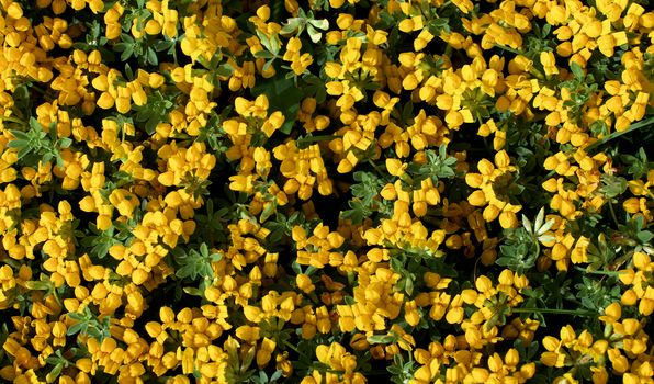 Background of Little Yellow Flowers with Green Leafs closeup Outdoors