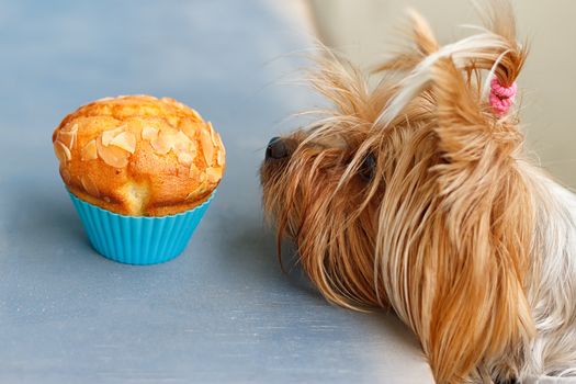 Dog Yorkshire Terrier tries to reach the tasty muffins