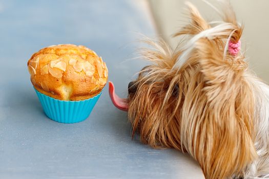 Dog Yorkshire stretches tongue to the delicious muffins