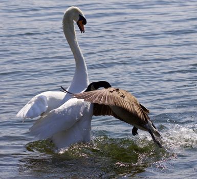 Amazing image of the epic fight between the Canada goose and the swan on the lake