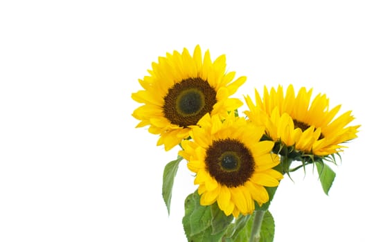 Three sunflowers over a white background