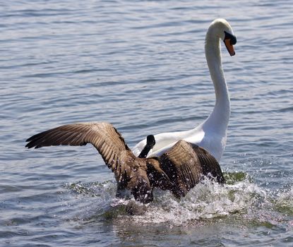 Amazing picture with the Canada goose attacking the swan on the lake