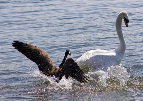 Amazing photo of the small Canada goose attacking the swan on the lake