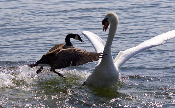 Fantastic moment with the Canada goose attacking the mute swan on the lake