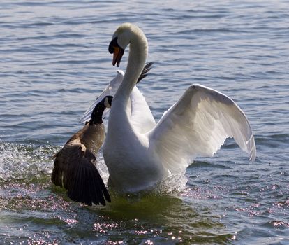 Amazing image with the Canada goose attacking the mute swan on the lake