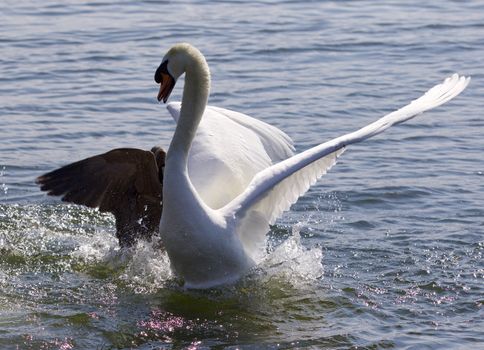 Photo of the fight between the Canada goose and the swan 