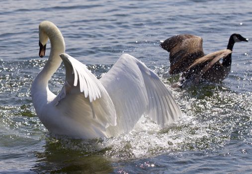 Amazing photo of the fantastic contest between the powerful swan and the brave Canada goose