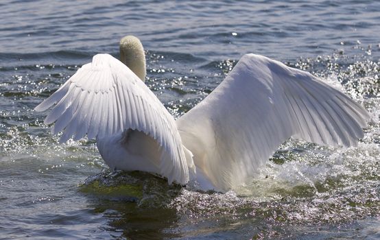 Beautiful isolated photo of the swan showing his power