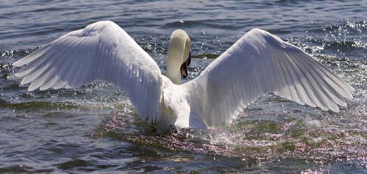 Amazing wings of the beautiful swan