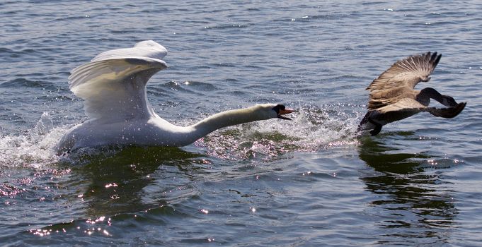 Amazing image of the angry swan attacking the Canada goose