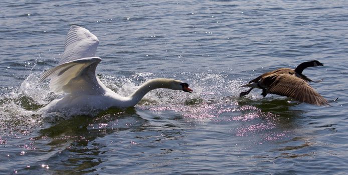 Amazing picture with the angry swan attacking the Canada goose