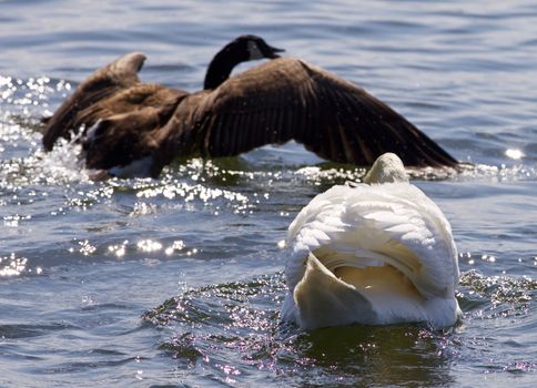 Beautiful photo of the contest between the swan and the Canada goose