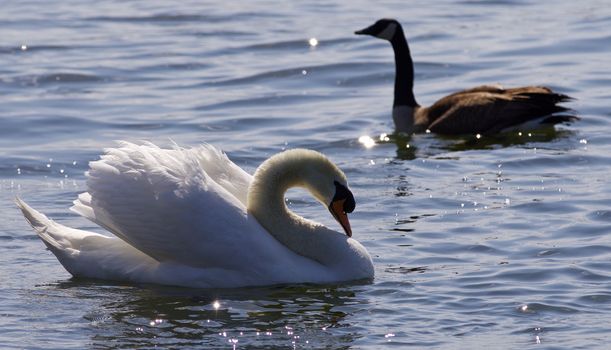 Beautiful isolated photo of the contest between the swan and the Canada goose