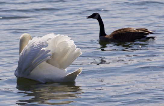 Beautiful isolated image of the contest between the swan and the Canada goose