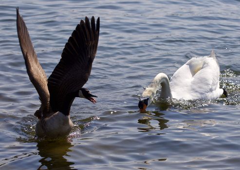 Beautiful isolated image of the Canada goose running away from the angry swan