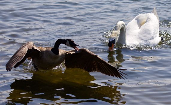 Beautiful isolated photo of the Canada goose running away from the angry mute swan