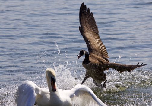 Amazing photo of the Canada goose chasing the swan