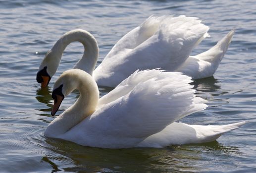 Isolated photo of two beautiful swans