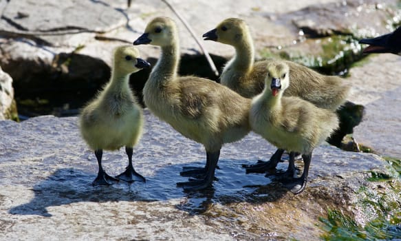 Beautiful isolated photo of four small chicks of the Canada geese on the rock