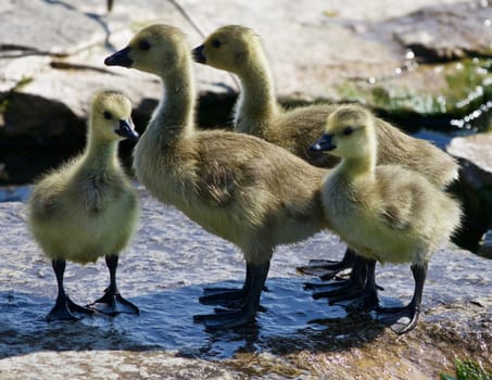 Beautiful photo of four small chicks of the Canada geese