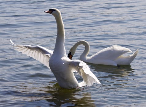 Beautiful photo of the swan with the opened wings