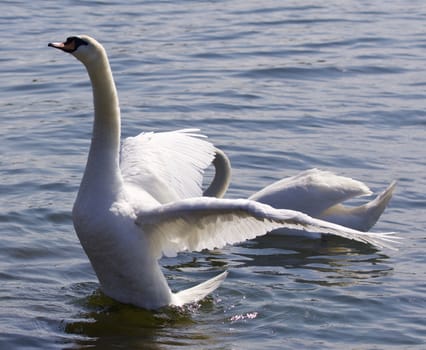 Beautiful photo of the swan showing his wings in the lake