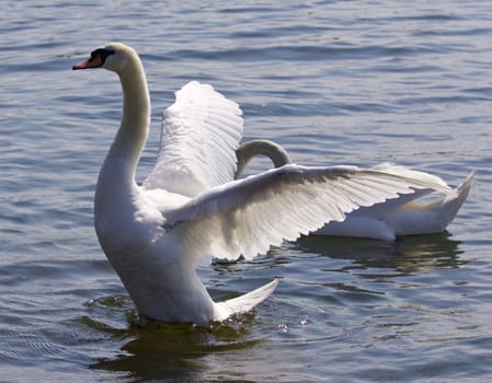 Beautiful isolated image with the swan showing his wings in the lake