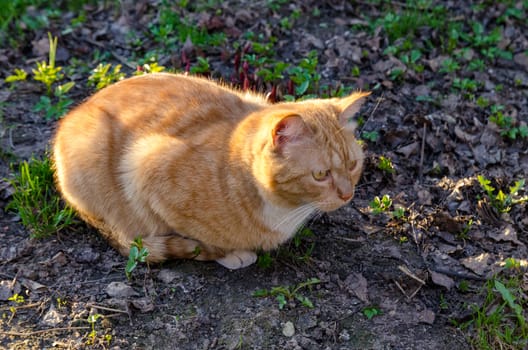 Cat pet close up outdoor posing carefully look into the lens