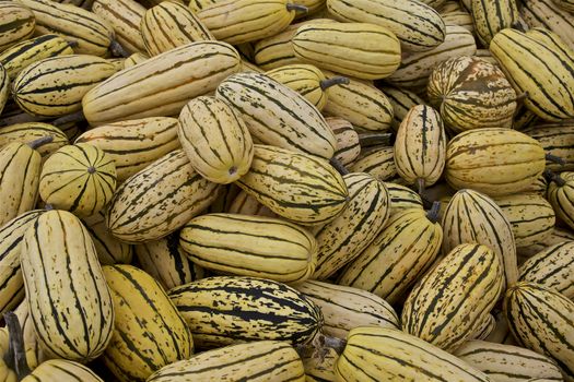 Stripped pumpkins in Fall, farming in United States America