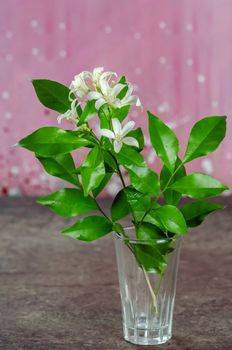 white orange jasmin flowers with green leaves in glass