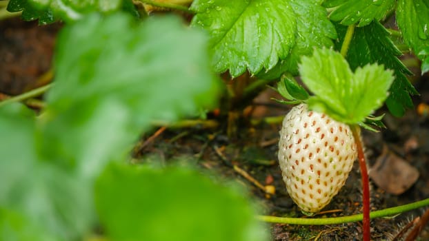 Raw Strawberry with green leaves in organic farm , selective focus