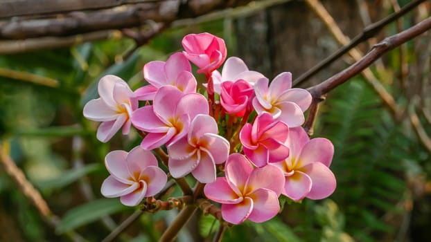 Bunch of pink Frangipani, Frangipanni, or plumeria tropical flowers