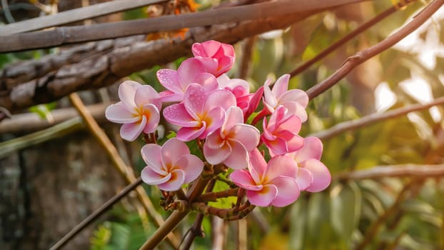 Bunch of pink Frangipani, Frangipanni, or plumeria tropical flowers