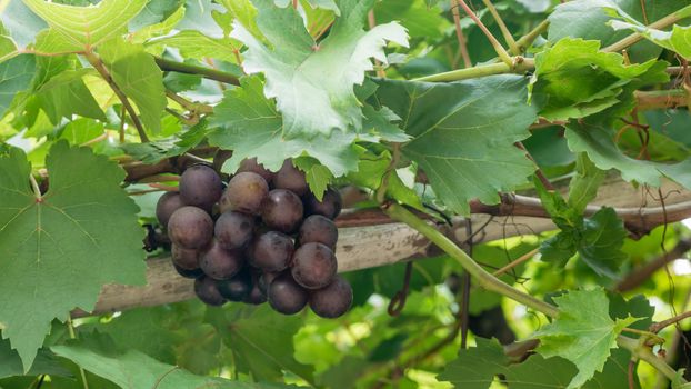 Purple red grapes with green leaves on the vine