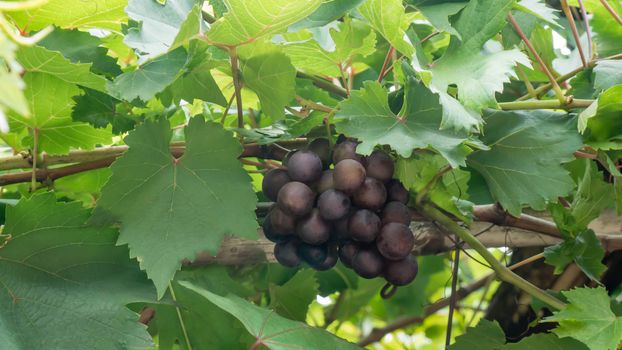 Purple red grapes with green leaves on the vine