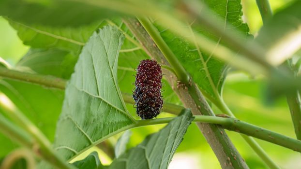 Mulberry fruit hanging on tree , Berry in nature
