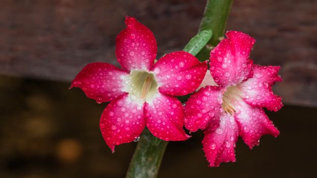 close up of flower Impala Lily Adenium - Desert Rose with water drop